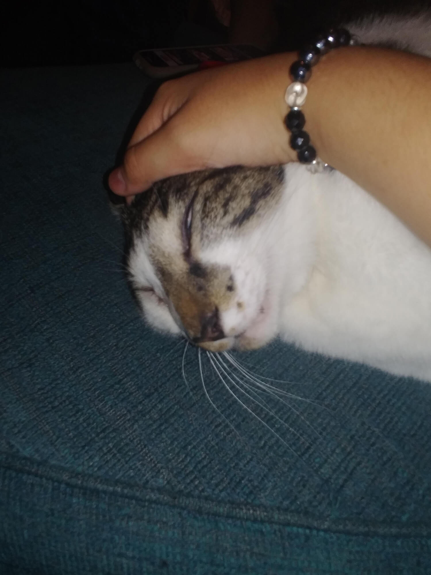 10 猫の変顔