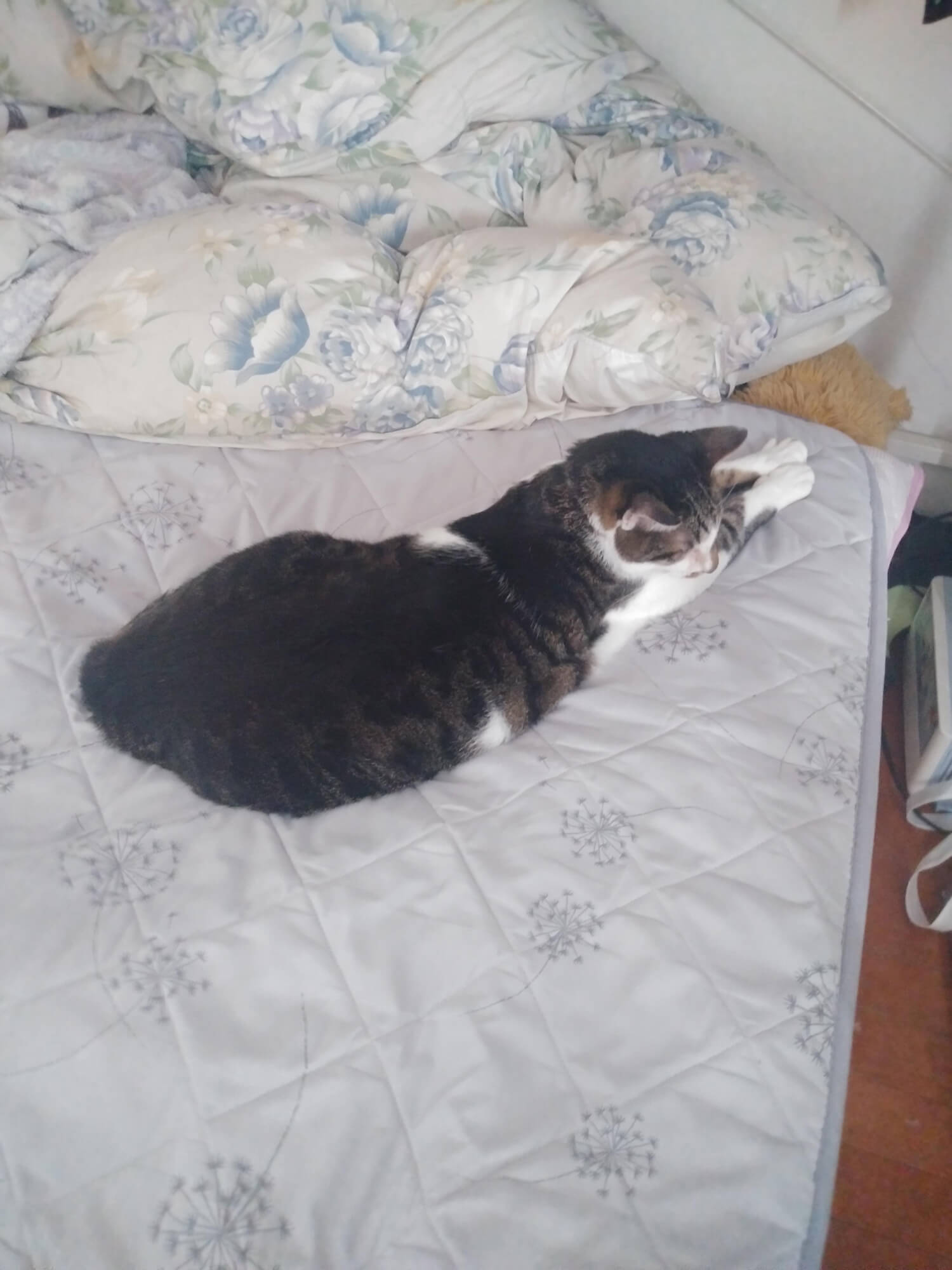11 くつろぎ中の猫ちゃん