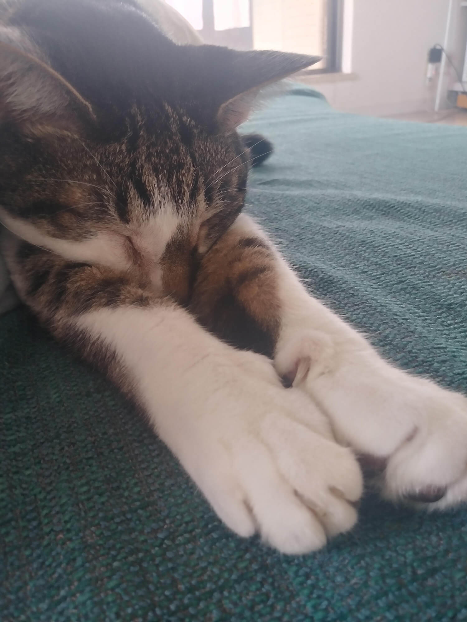 13 二度猫さん