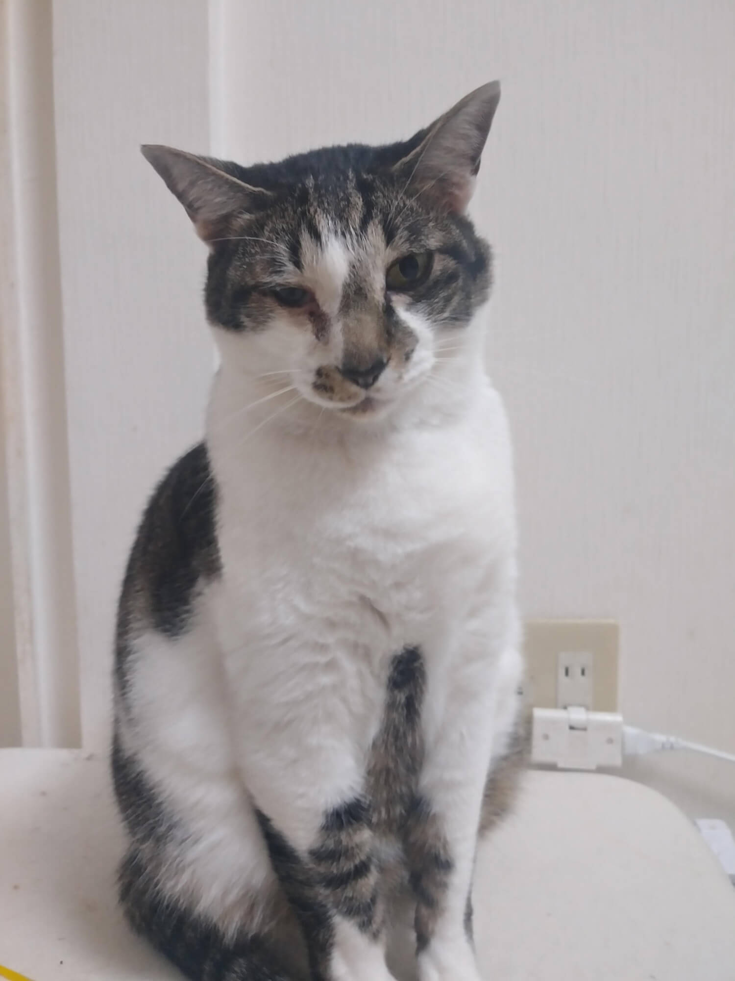 15 お疲れ気味の猫さん