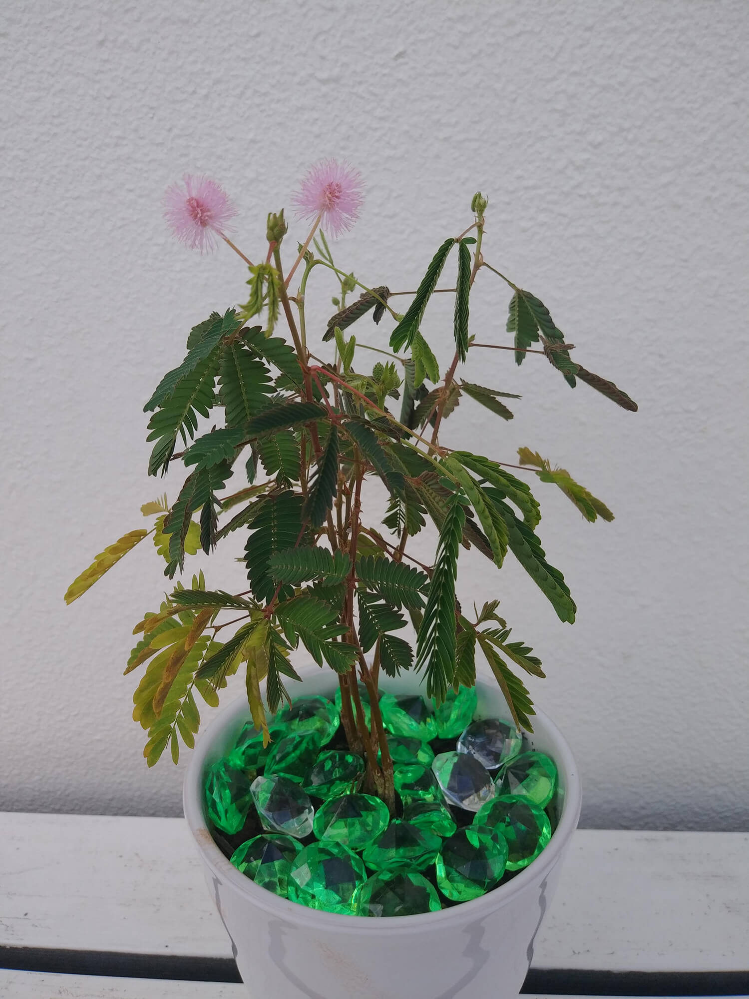 19 お辞儀をしたら咲いた花