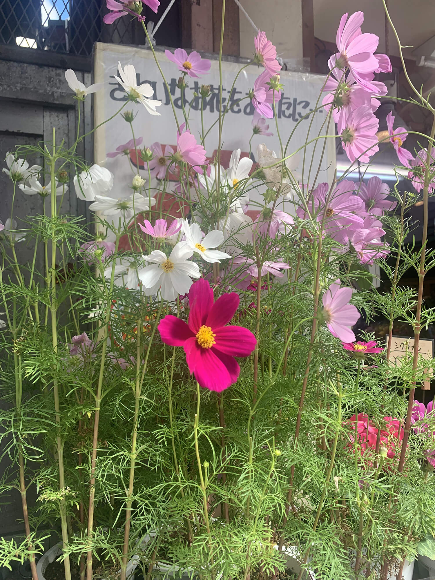 18 花