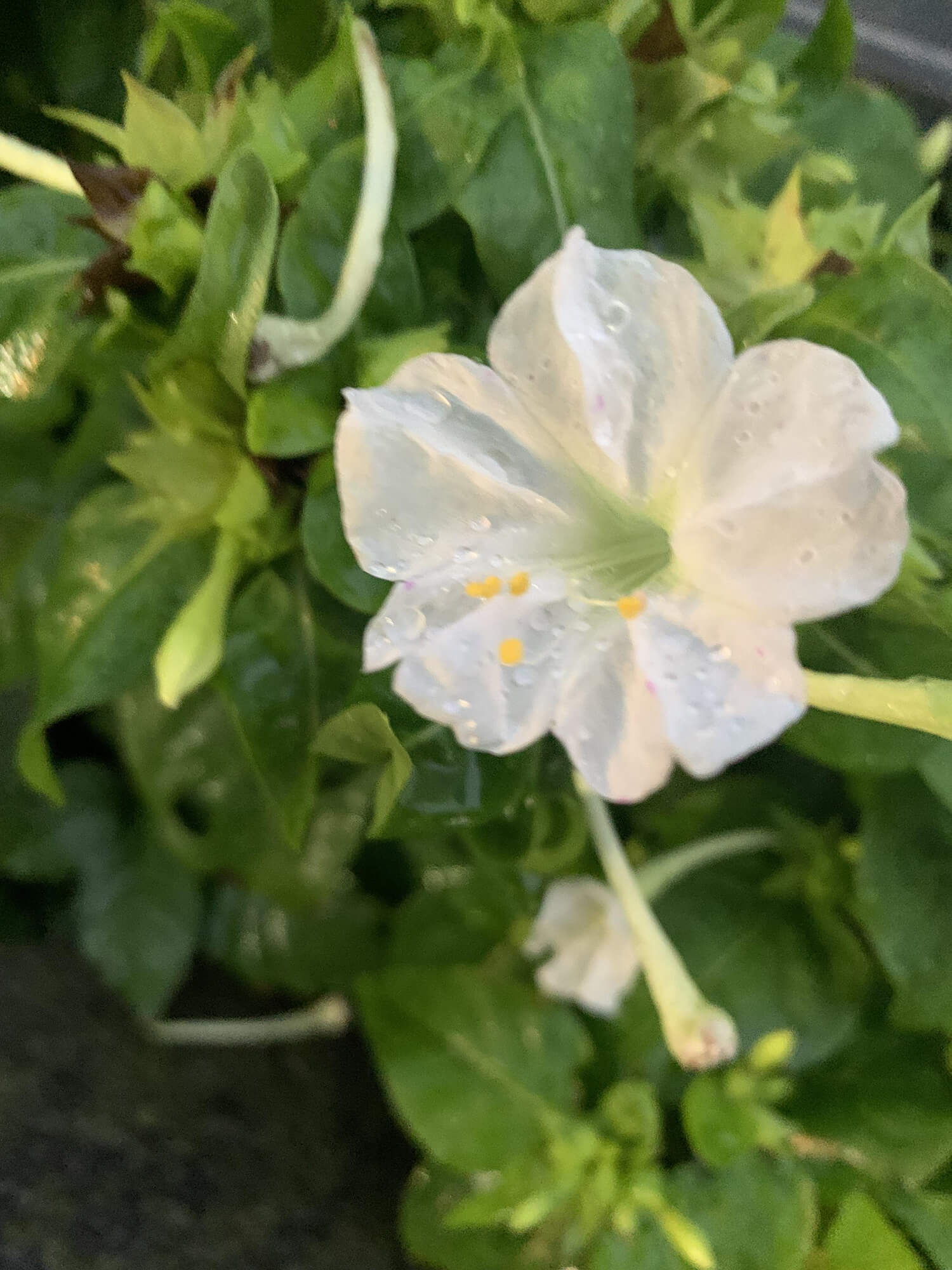 19 白い花