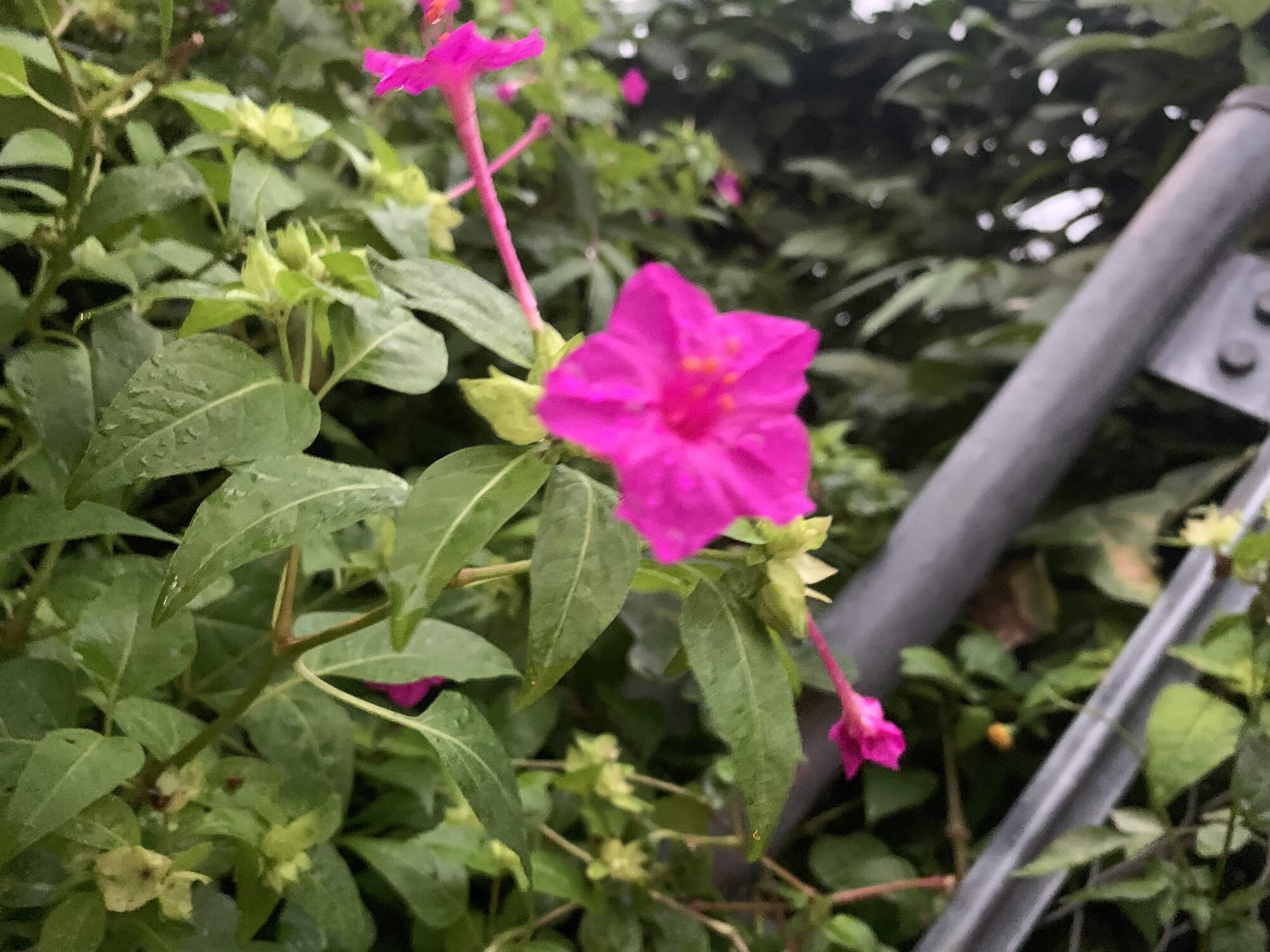 20 ピンクの花