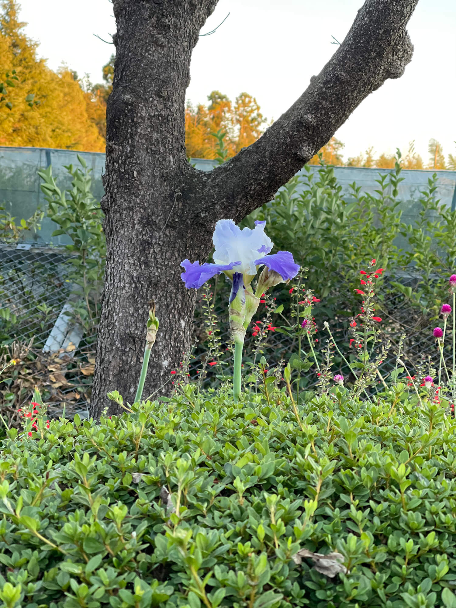 02 下校中の花