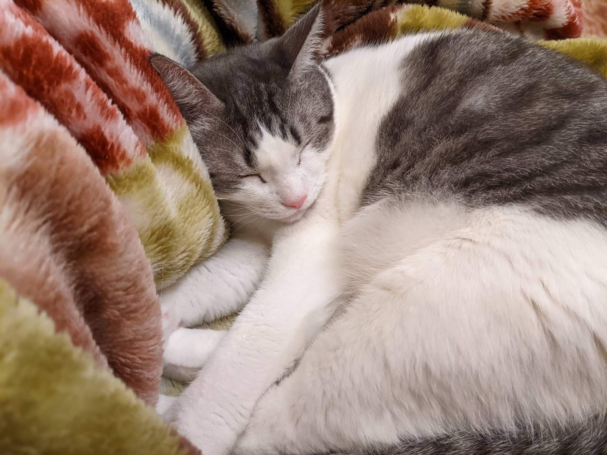 10 愛猫まる