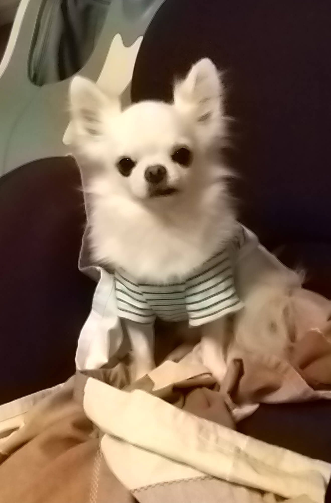 09 ペット