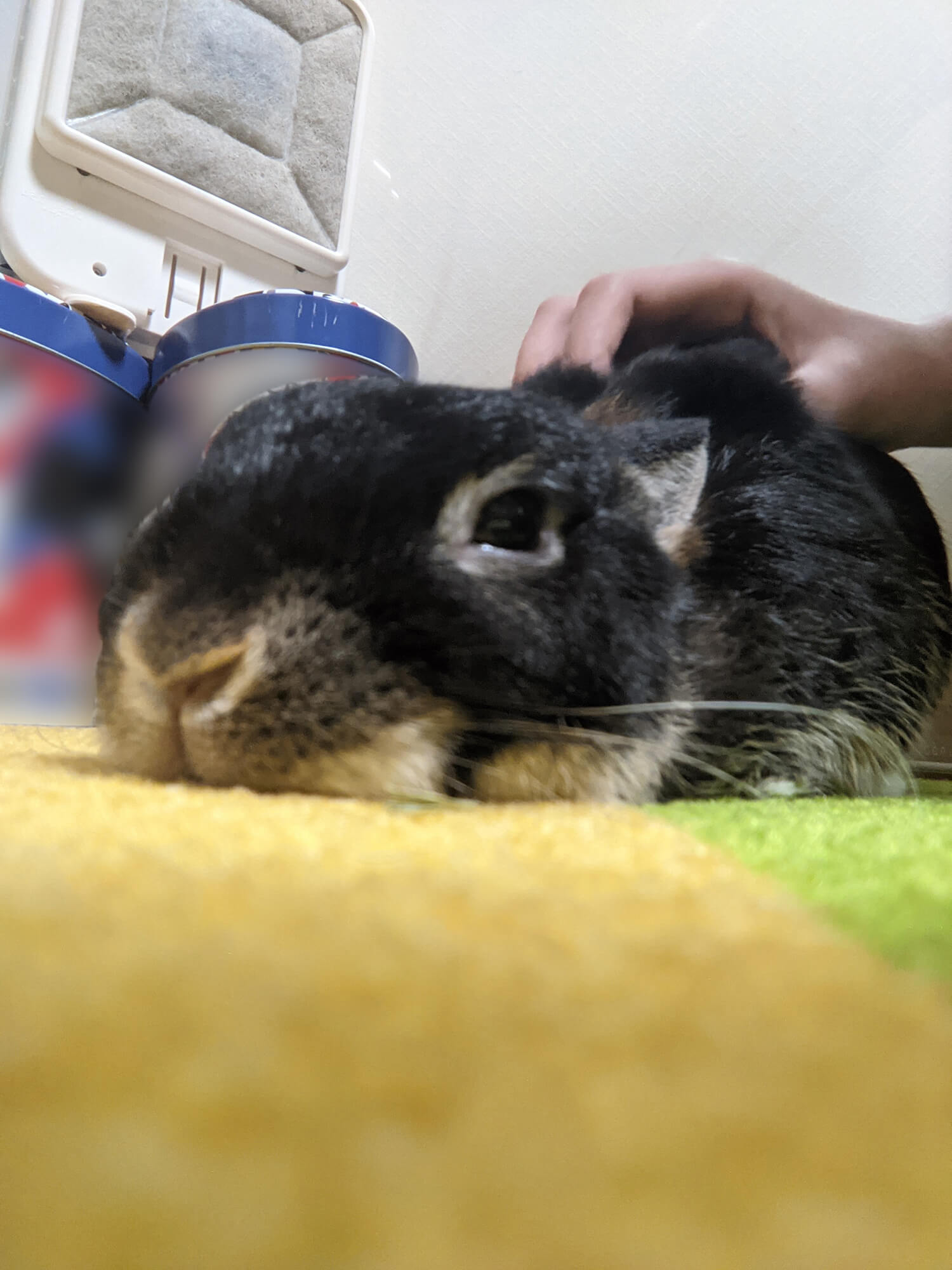 01 うさぎ