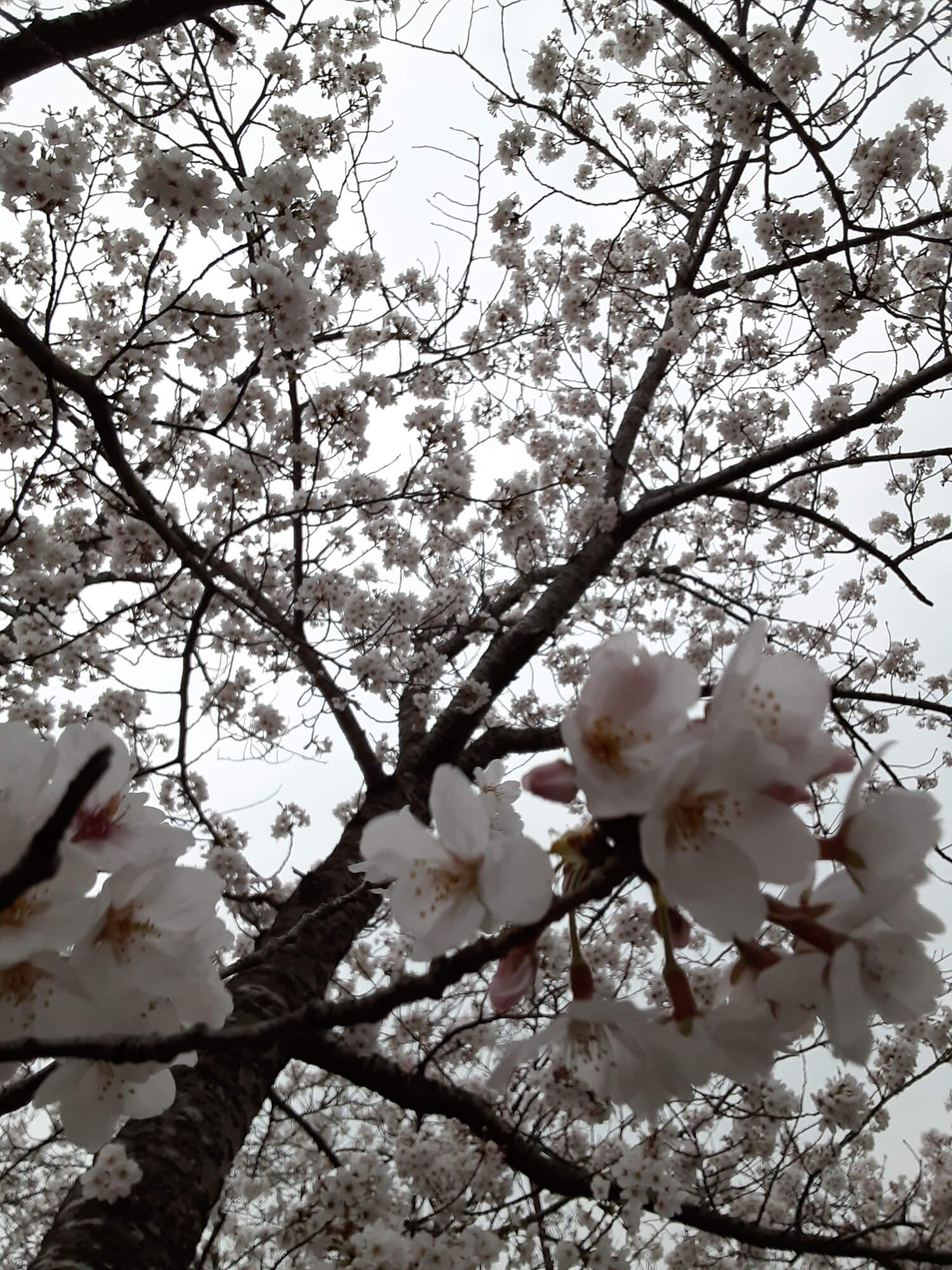 02 桜