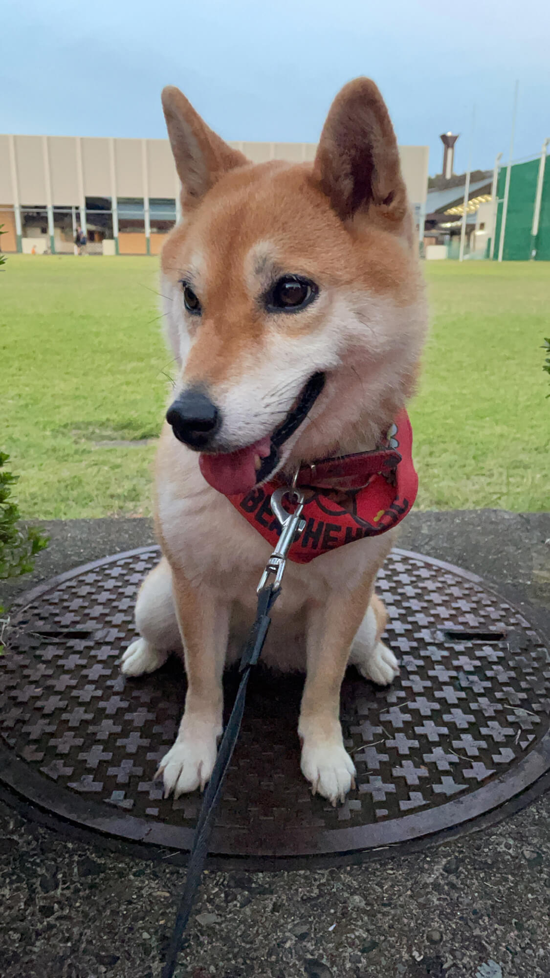 17 愛犬
