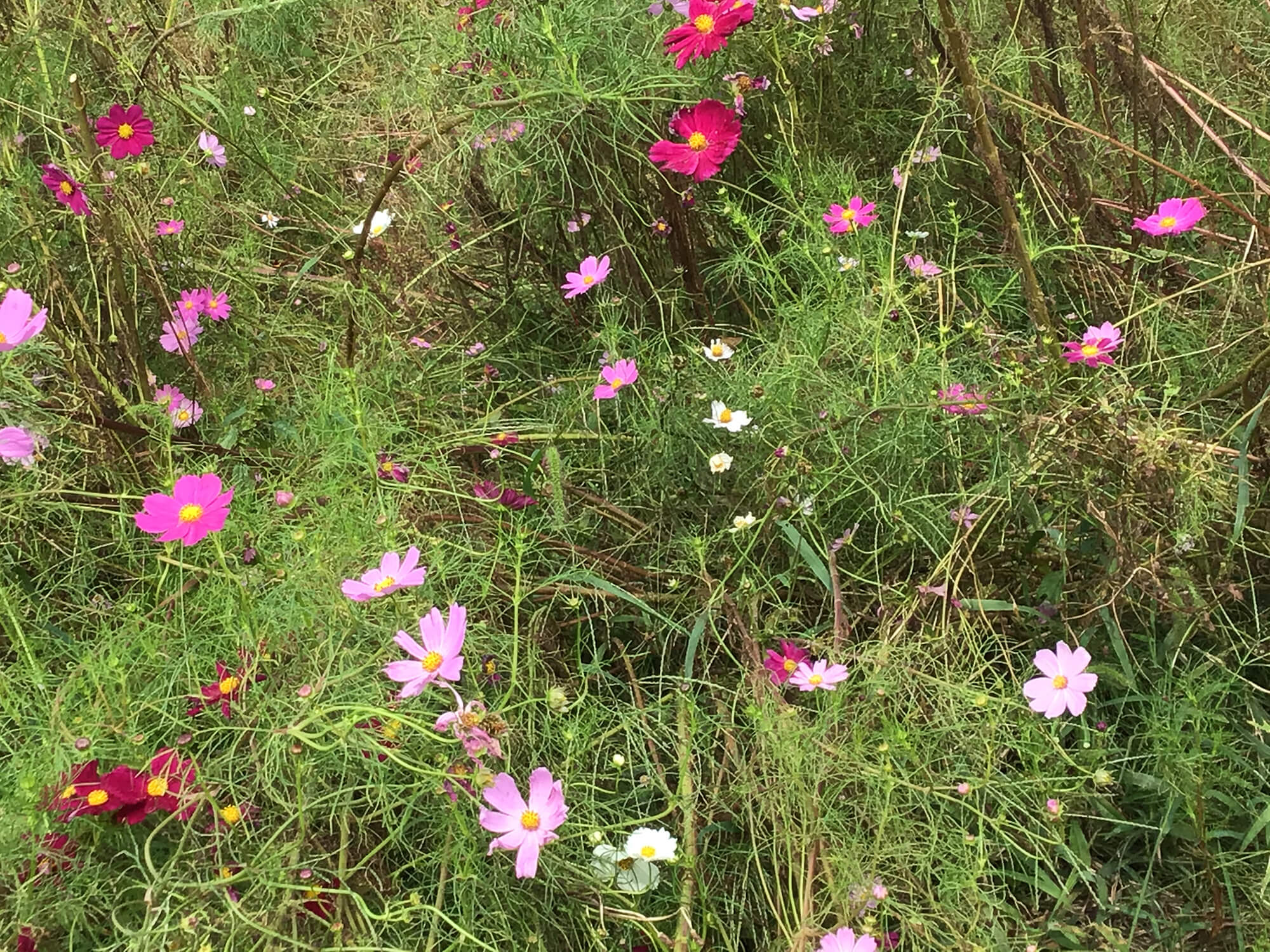 04 里山公園のコスモス