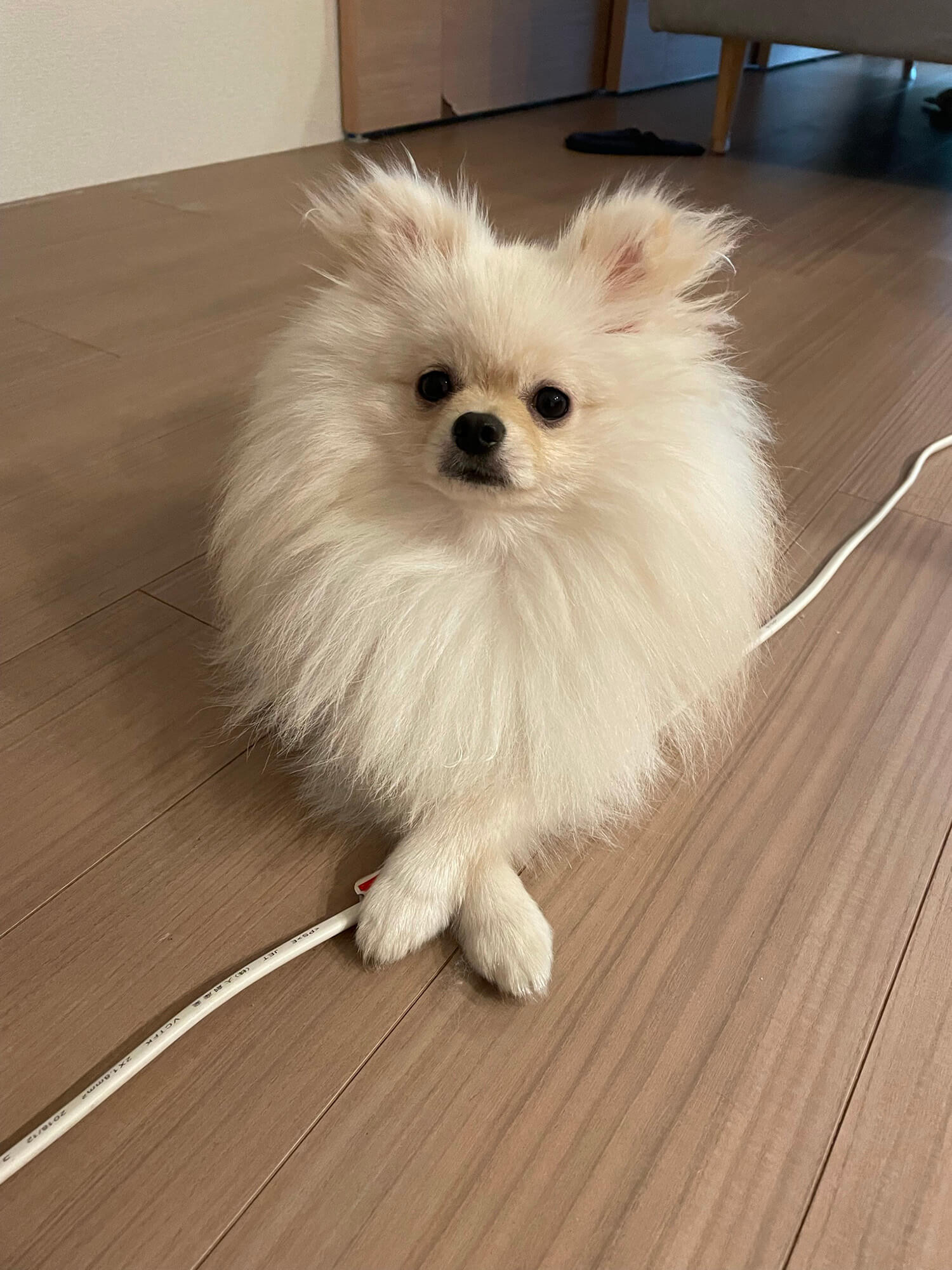 10 犬を触ること