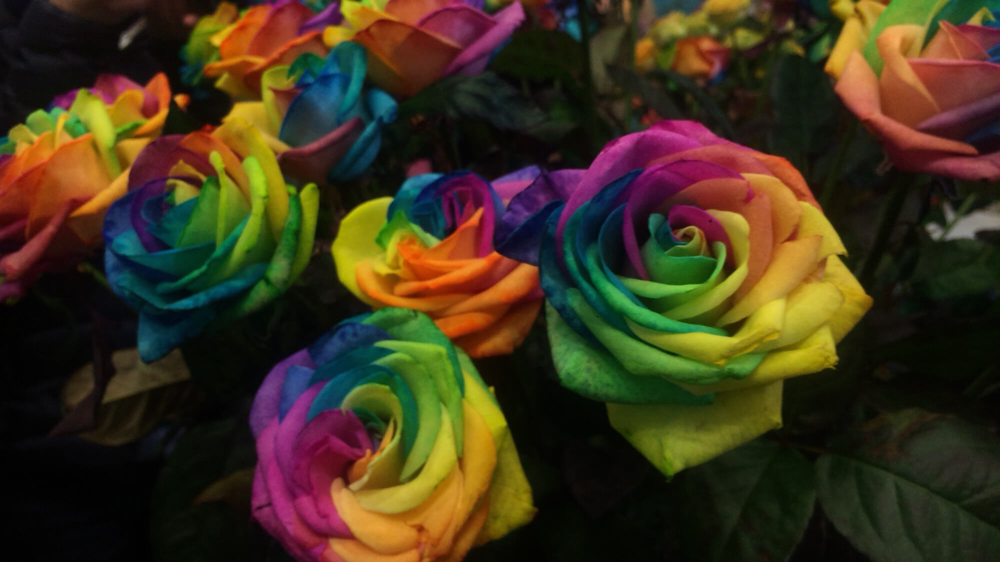 16 虹色の薔薇