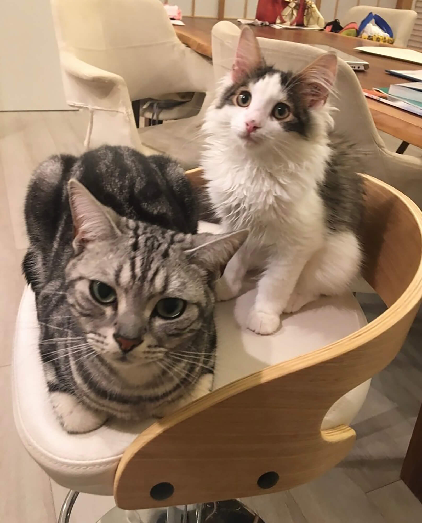 20 愛猫のぐりとるぅ