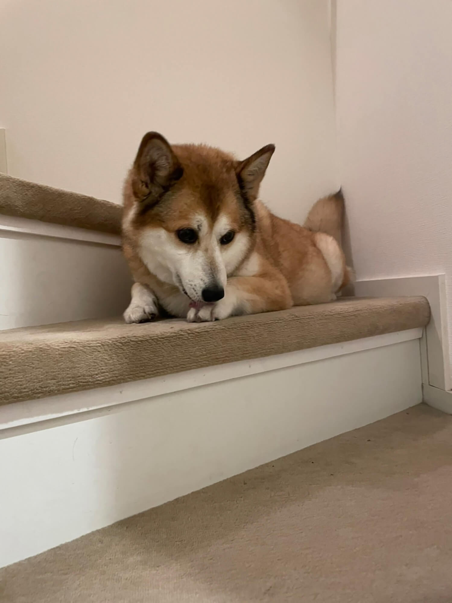 10 犬