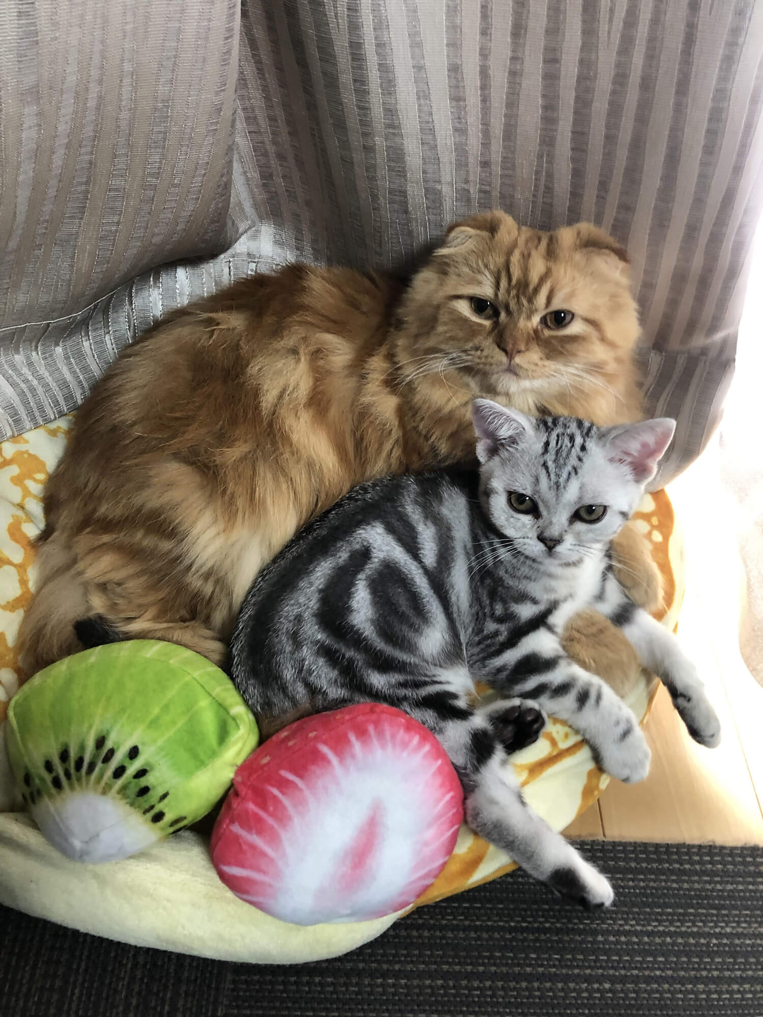 09 いとこの猫