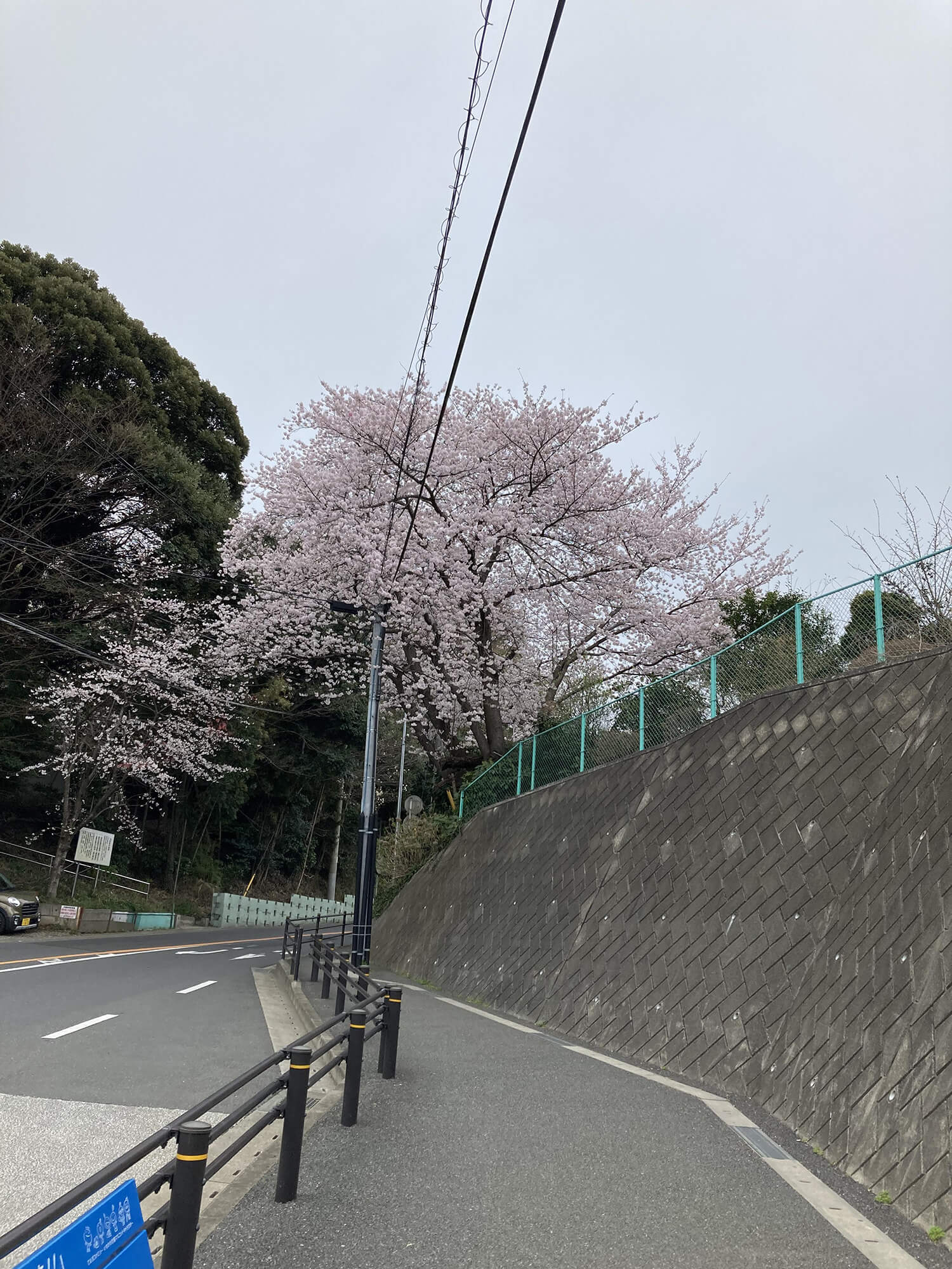13 桜の木