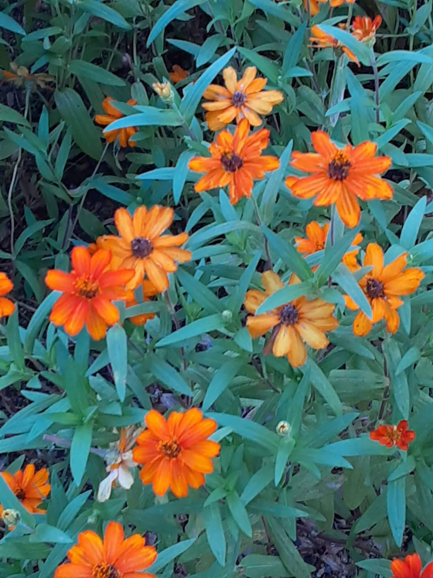 09 花
