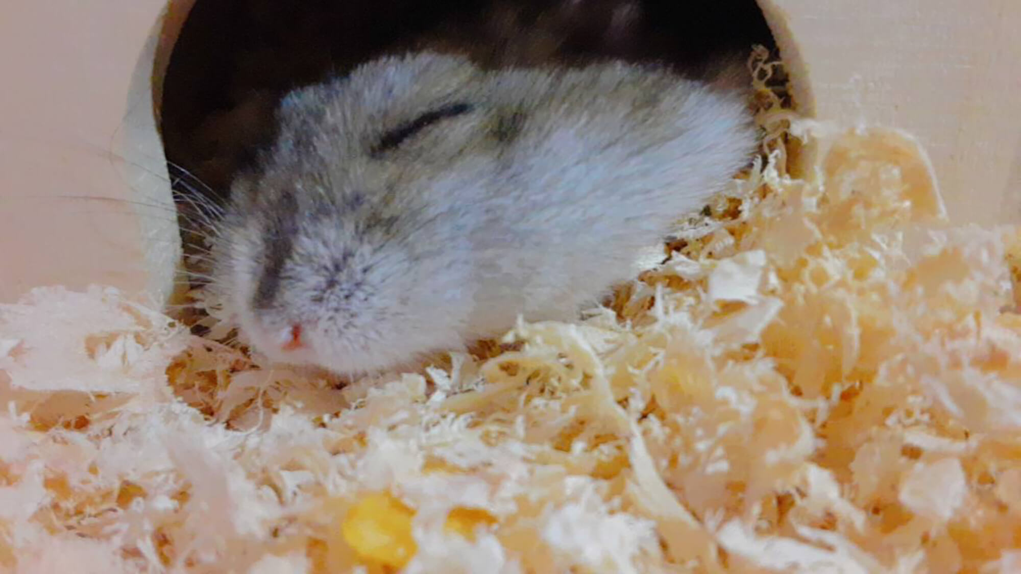 11 ポミン