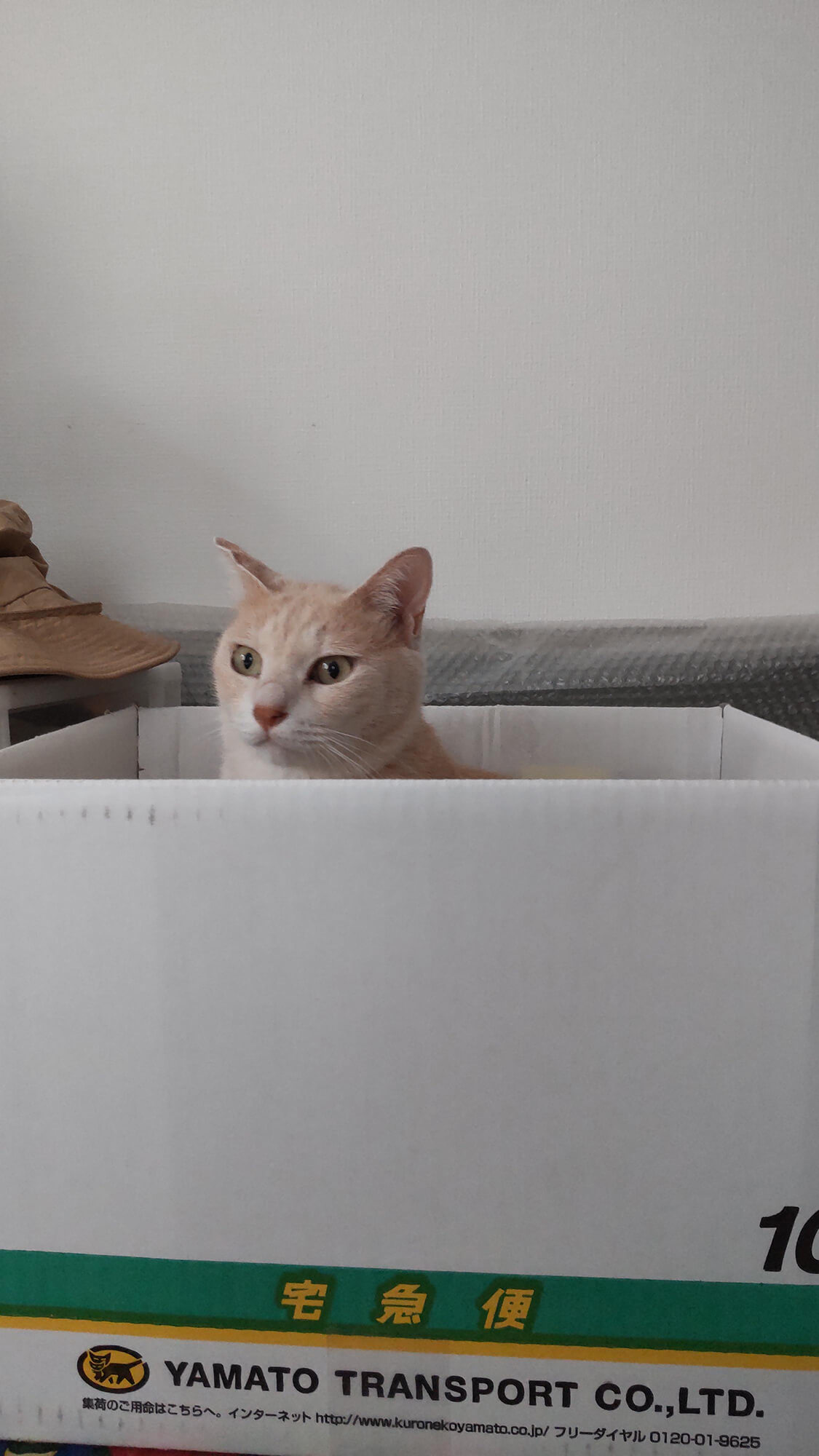 09 おばぁちゃんの家の猫