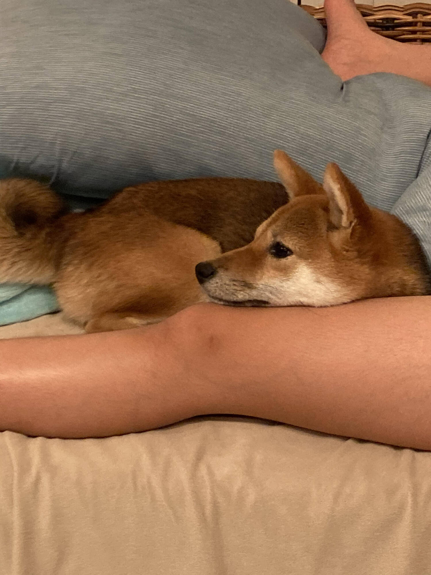 01 犬のおすすめの場所