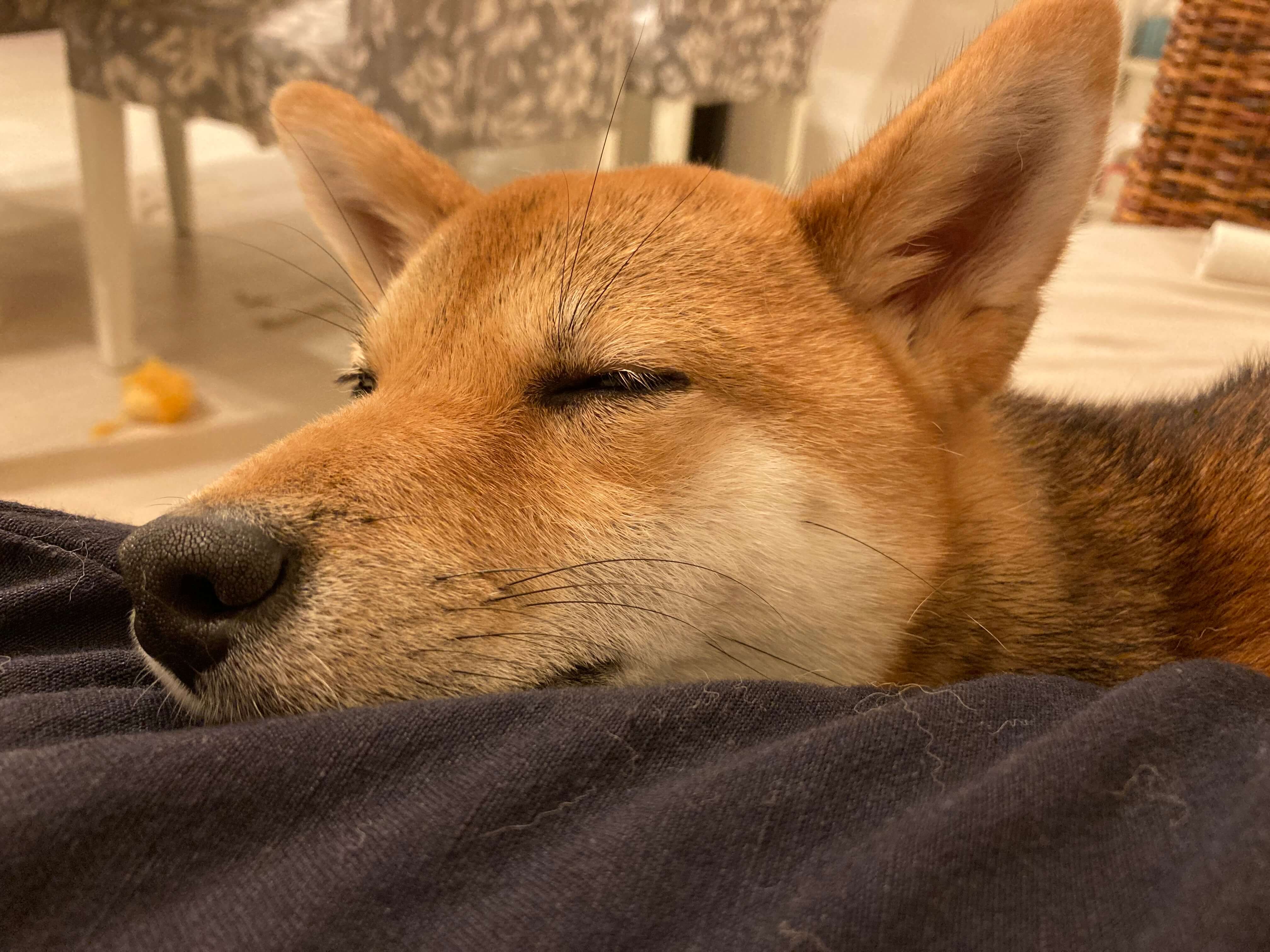 02 かわいい犬