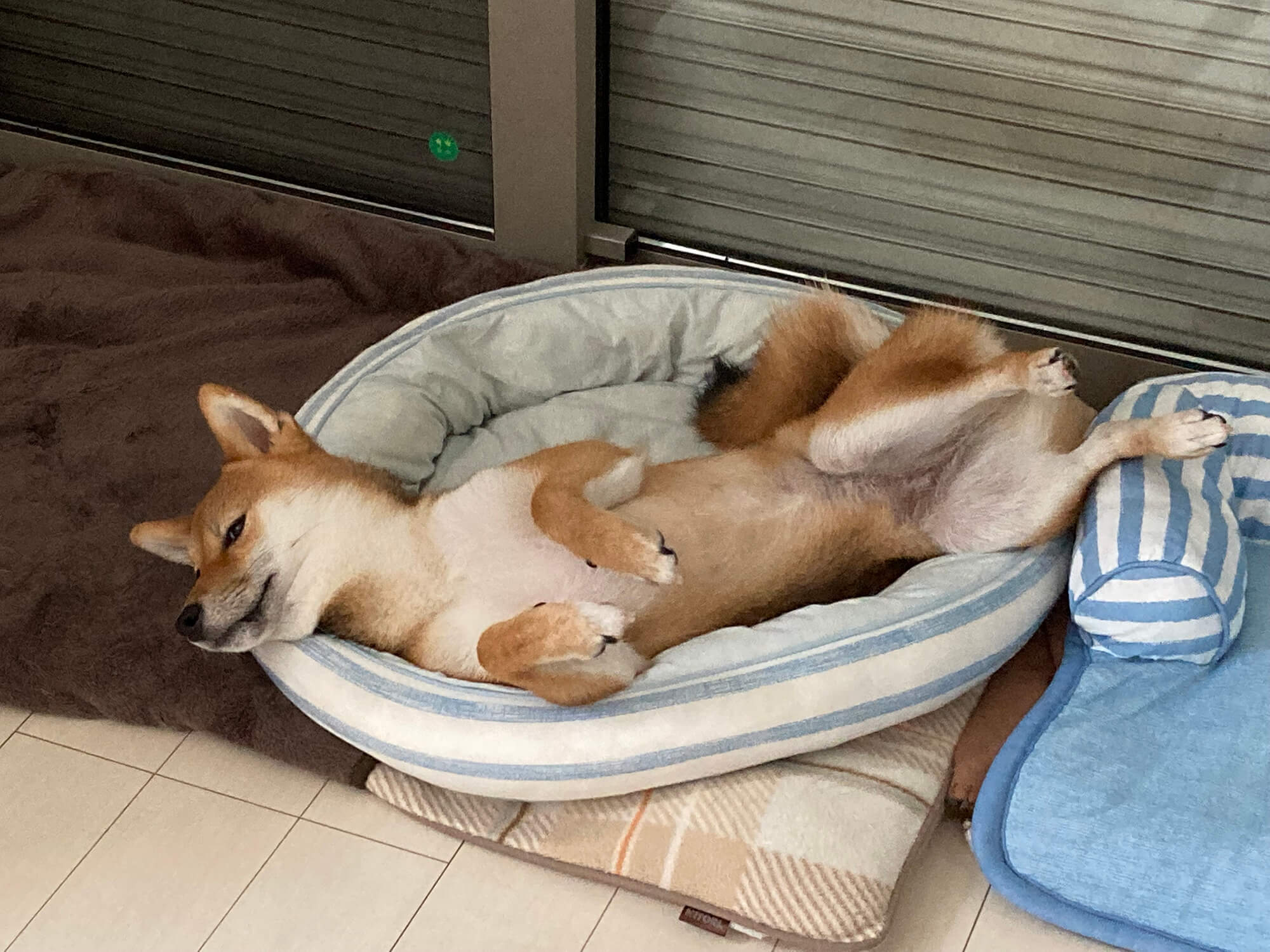 03 犬の可愛い寝方