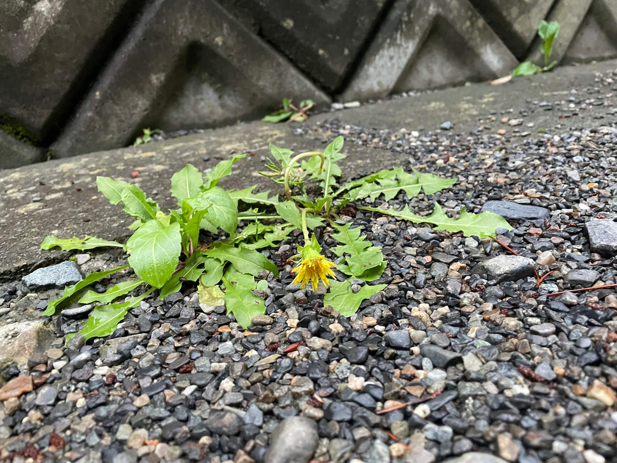 14 たんぽぽ