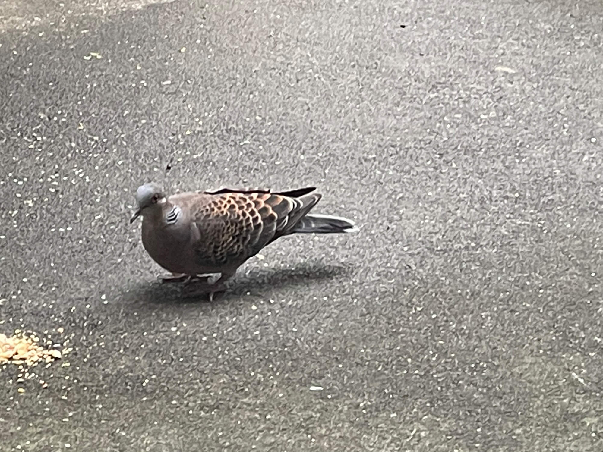 15 ハッピー