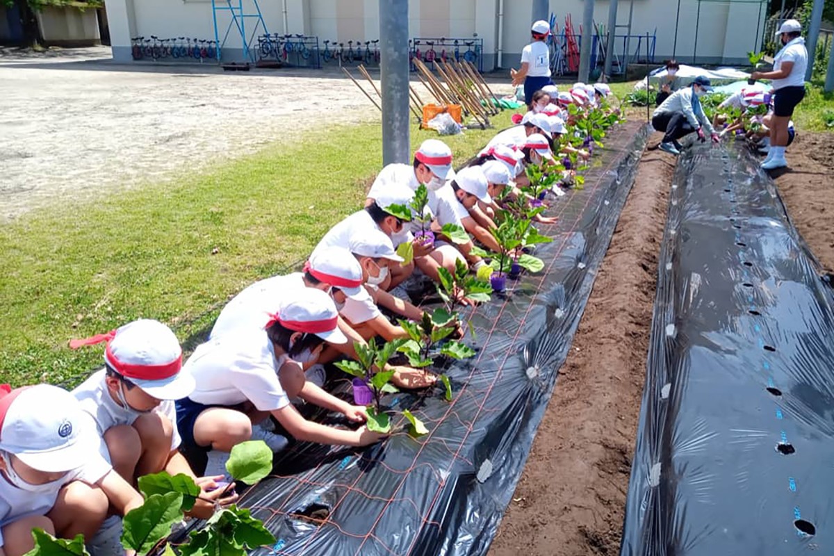 伊敷長なすの定植(鹿児島市立玉江小学校)