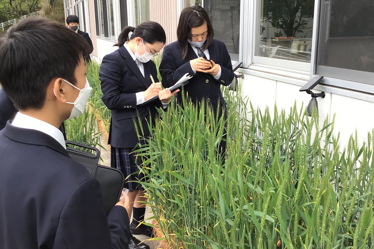 「小麦栽培研究」観察の様子