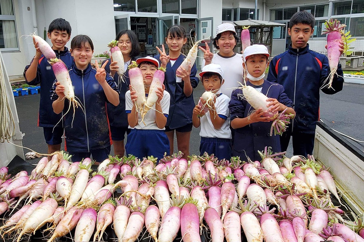 古志大根の収穫(瀬戸内町立篠川小中学校)